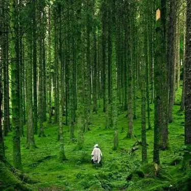 Person in white shawl walking up a hill in forest.