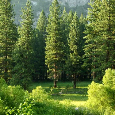 Pine trees in a forest.